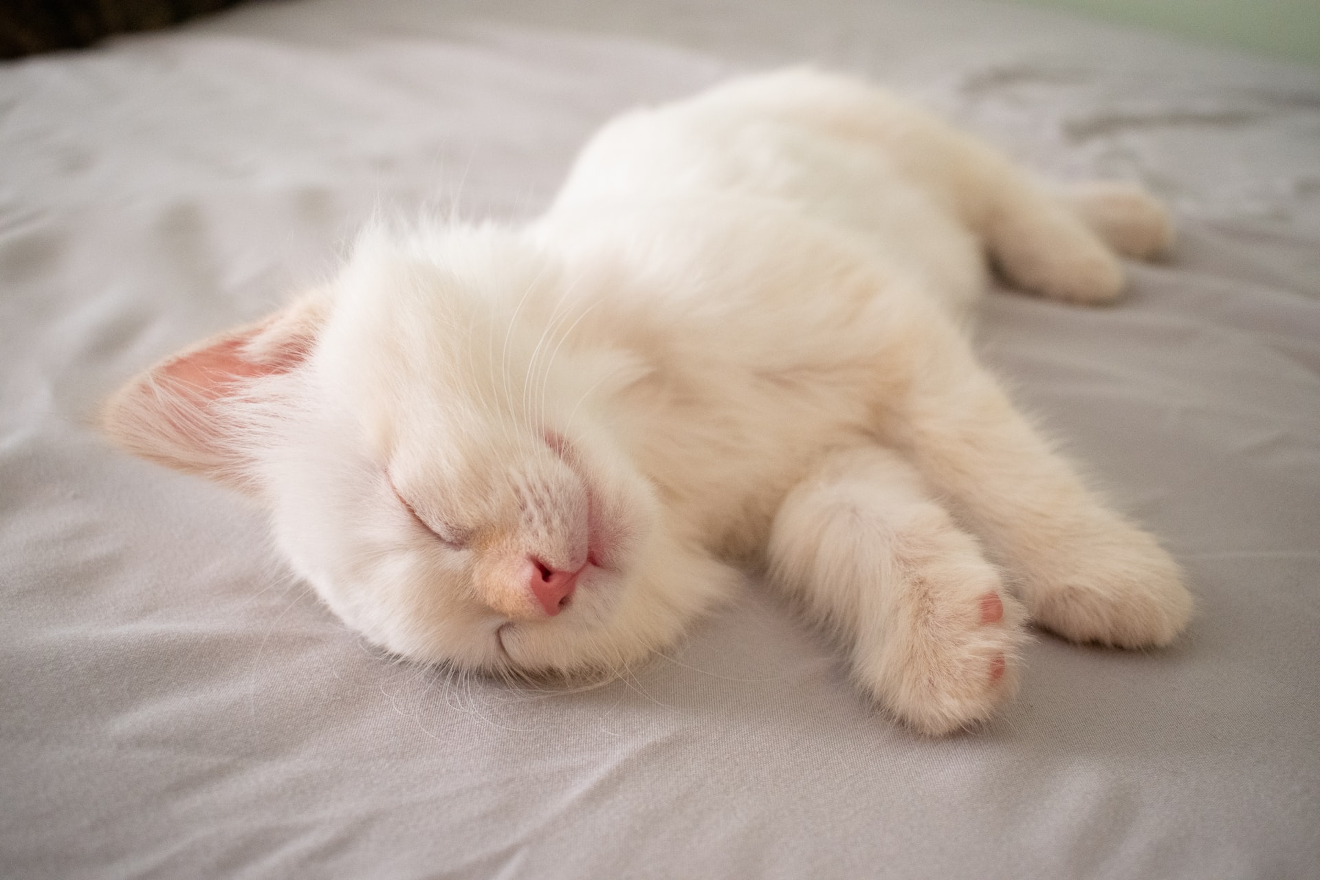 baby-sleeping-kitty-cat.jpg