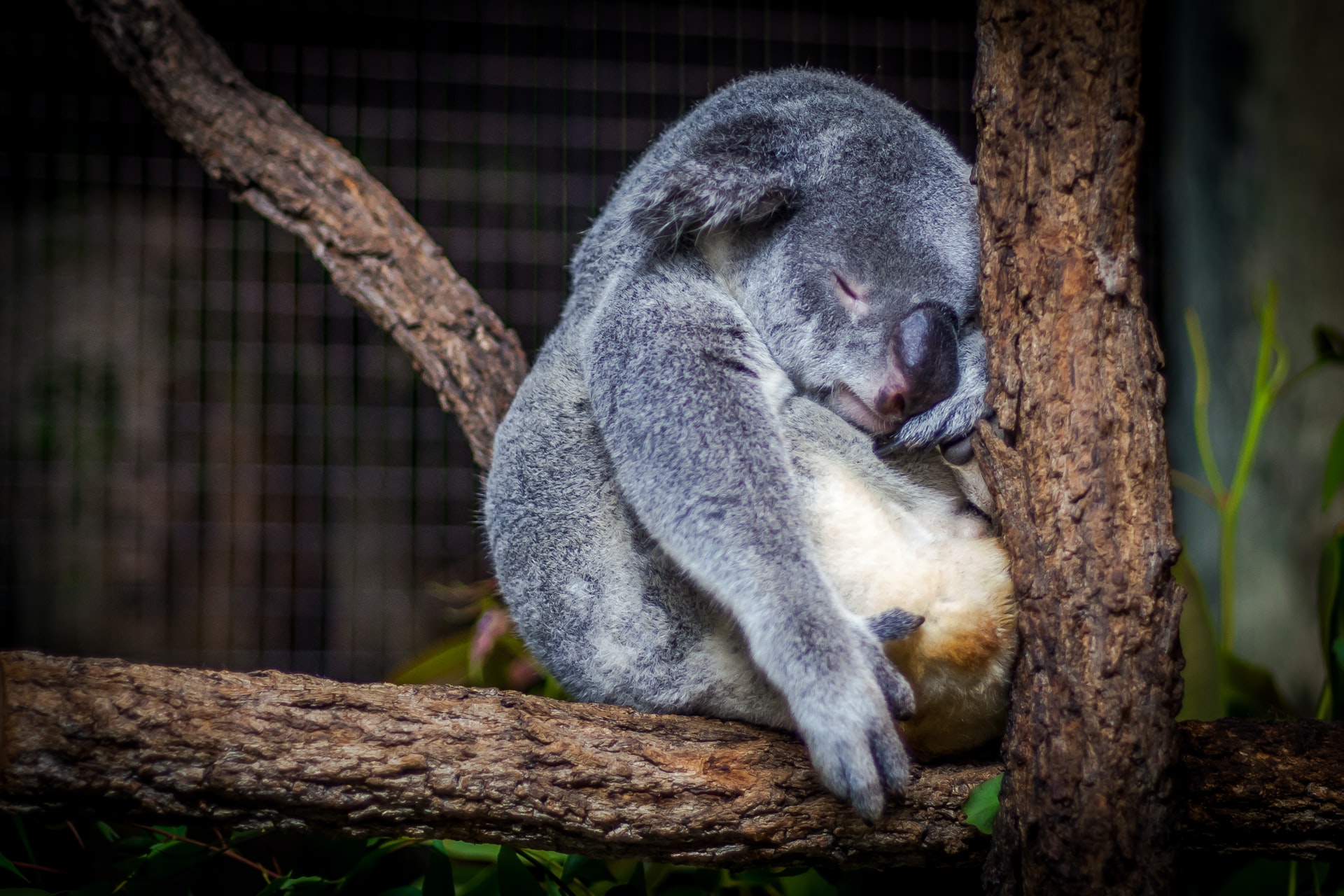 koala-sleeping-deep-sleep.jpg