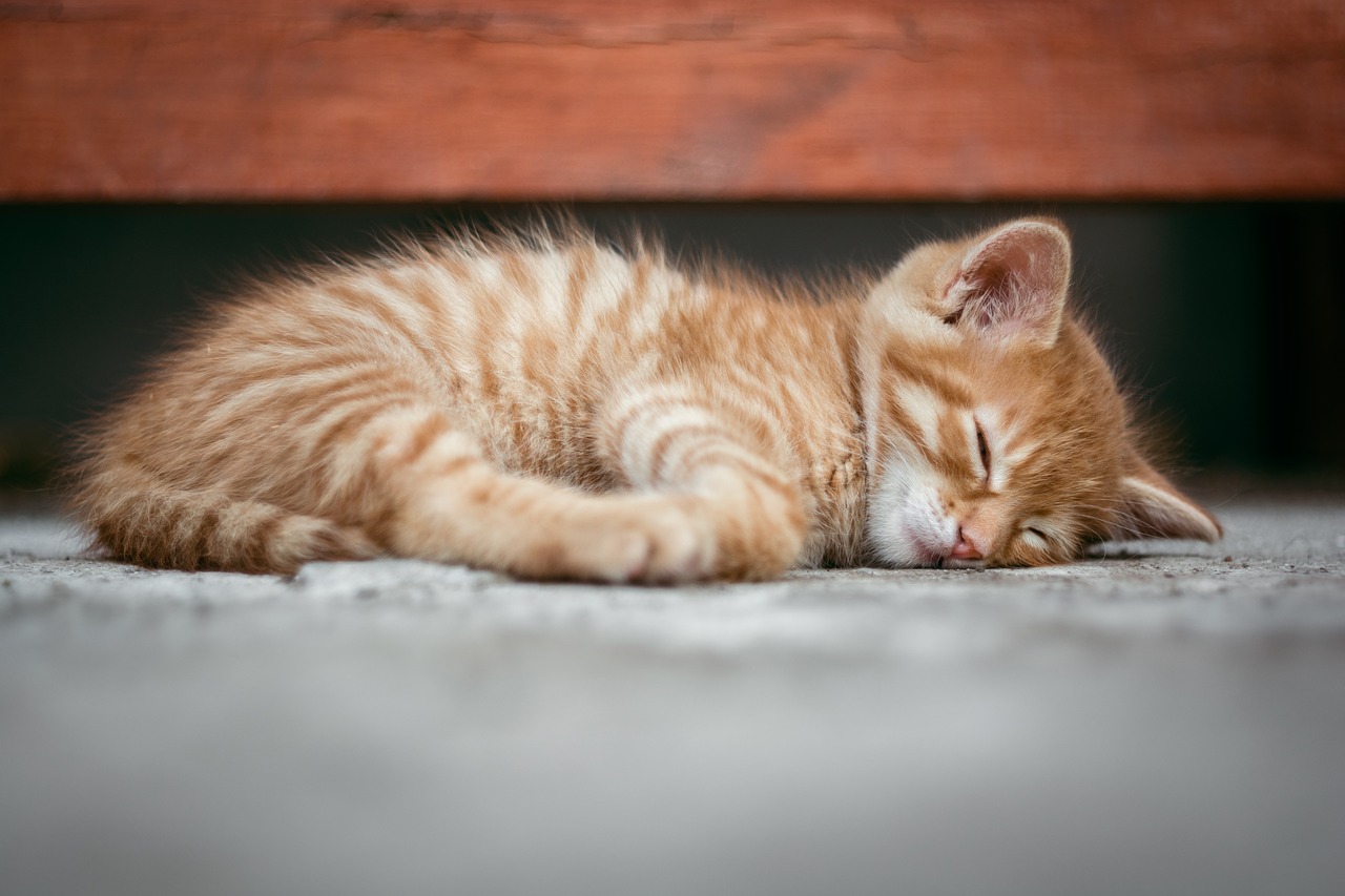 little-ginger-cat-sleeping-on-bed.jpg