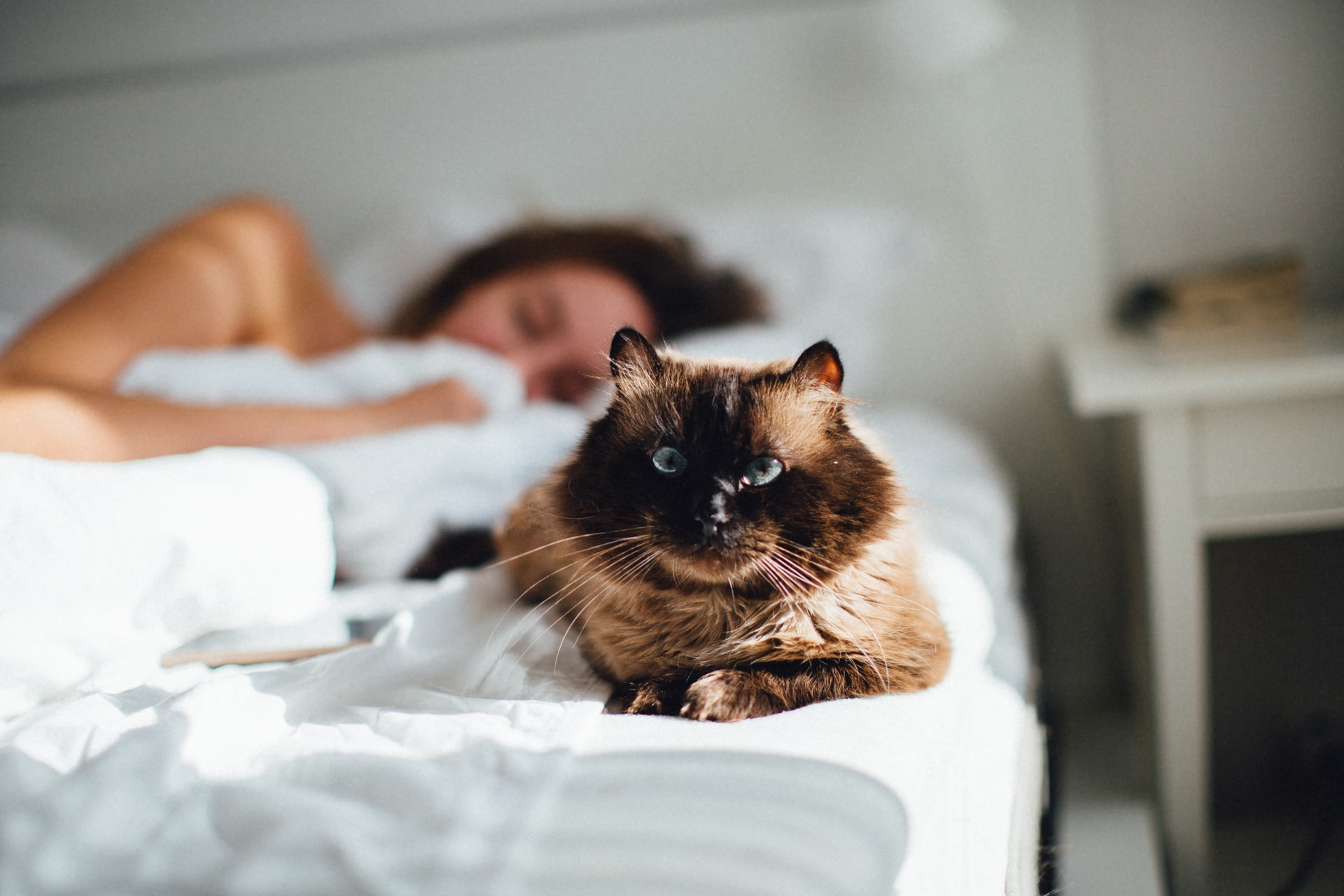 long-haired-cat-sleeping-on-bed.jpg