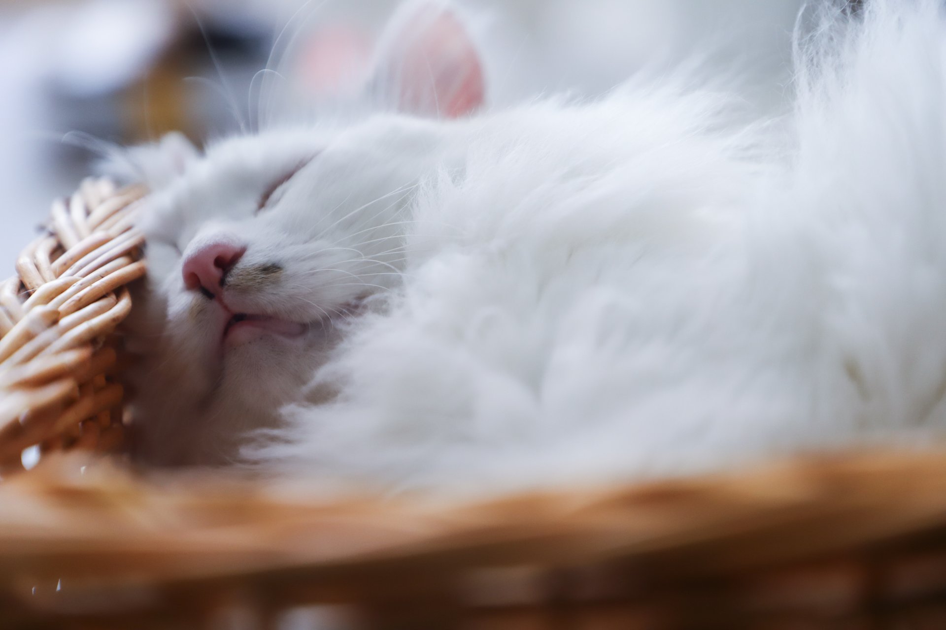 short-coated-white-cat-sleeping-in-basket.jpg